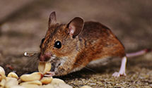 24 Hour & Emergency Exterminators in Dalton Gardens, ID